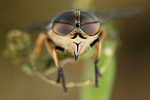 Gemeine Viehbremse Tabanus bromius