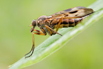 Schnepfenfliege Rhagio scolopaceus