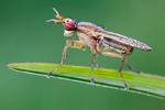 Hornfliege Limnia unguicornis