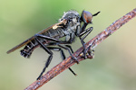 Tanzfliege Rhamphomyia crassirostris