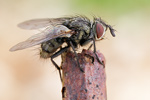 Raupenfliege Tachinidae spec