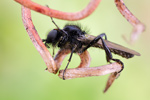 Märzfliege Bibio marci