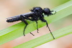 Märzfliege Bibio marci