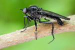 Schwarze Tanzfliege Empis ciliata