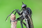 Schwarze Tanzfliege Empis ciliata