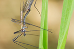 Schnake | Copula Tipulidae species 