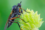 Tanzfliege Empis opaca