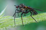 Gewürfelte Tanzfliege Empis (euempis) tessellata