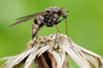 Schnepfenfliege Chrysopilus cristatus 