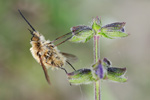 Wollschweber Systoechus cf. ctenopterus