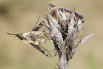 Großer Wollschweber Bombylius major