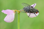 Graue Fleischfliege Sarcophaga carnaria