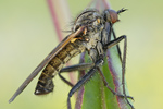 Gewürfelte Tanzfliege Empis (euempis) tessellata